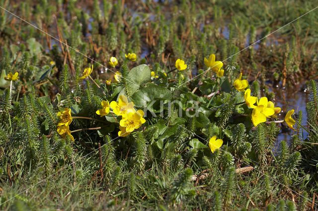 Dotterbloem (Caltha palustris)