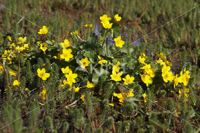 Dotterbloem (Caltha palustris)