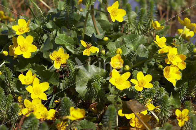 Dotterbloem (Caltha palustris)