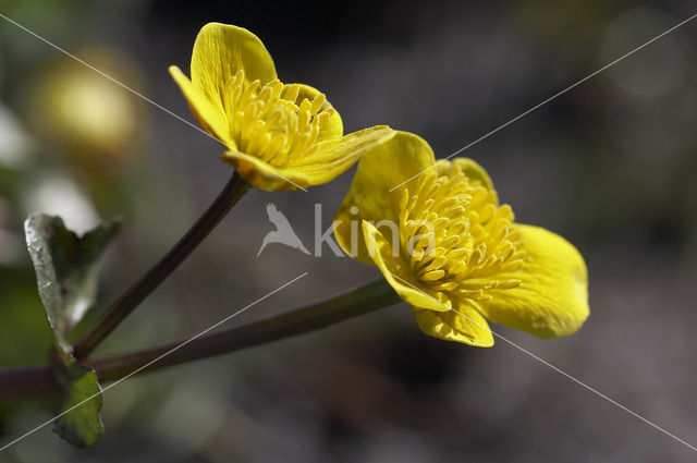 Dotterbloem (Caltha palustris)