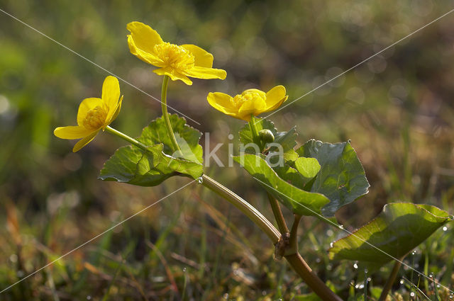 Dotterbloem (Caltha palustris)