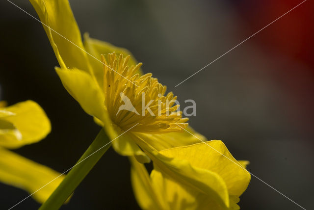 Dotterbloem (Caltha palustris)