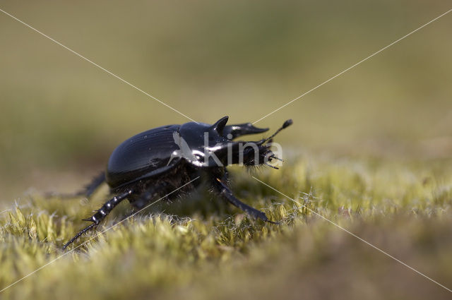 Driehoornmestkever (Typhaeus typhoeus)