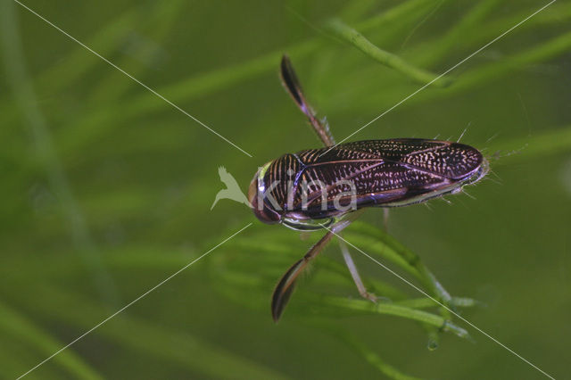 Driestreepsigaar (Sigara semistriata)