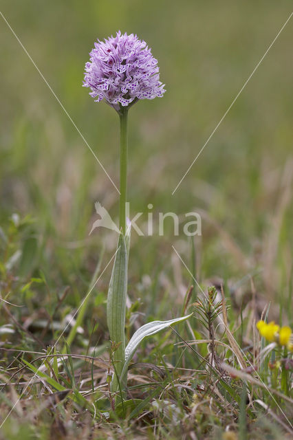 Drietandorchis (Neotinea tridentata)