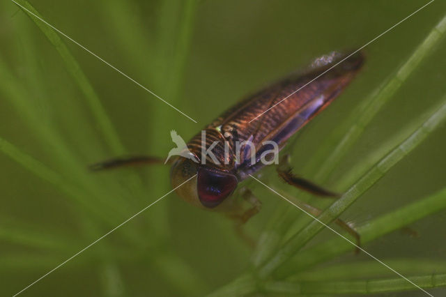 Duikerwants (Hesperocorixa castanea)