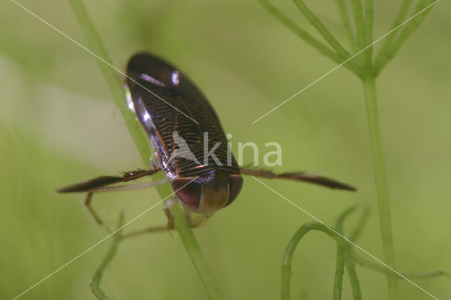 Duikerwants (Hesperocorixa sahlbergi)