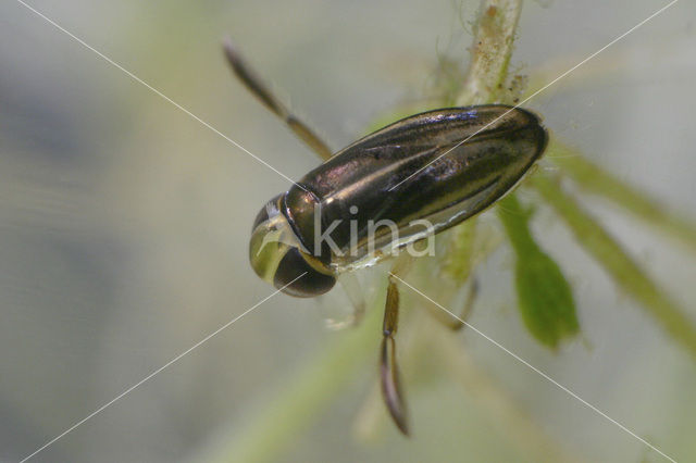 Duikerwants (Cymatia coleoptrata)