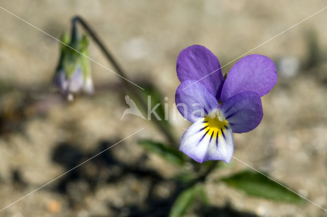 Duinviooltje (Viola curtisii)