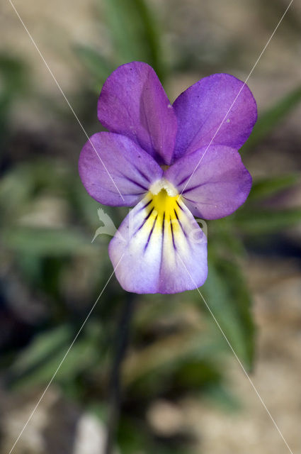 Duinviooltje (Viola curtisii)