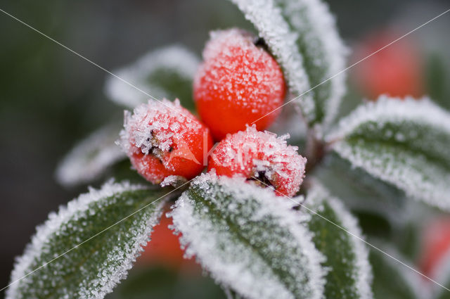 Dwergmispel (Cotoneaster spec.)