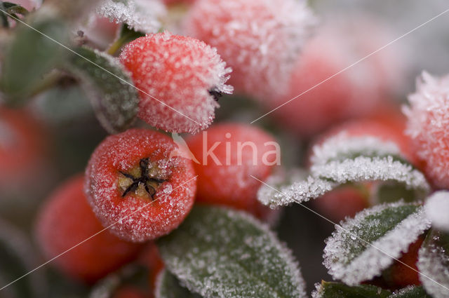 Dwergmispel (Cotoneaster spec.)