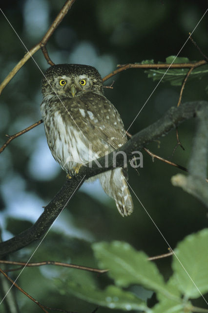 Dwerguil (Glaucidium passerinum)