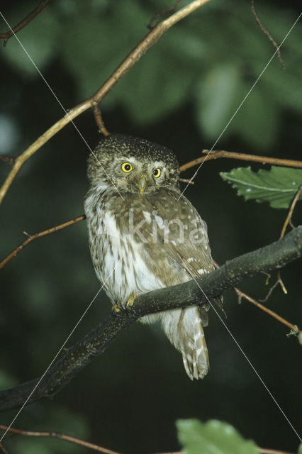 Dwerguil (Glaucidium passerinum)