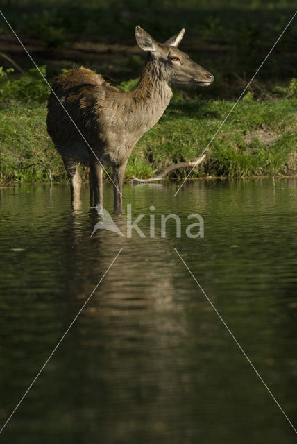 Edelhert (Cervus elaphus)