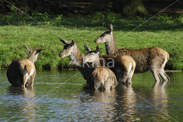 Edelhert (Cervus elaphus)