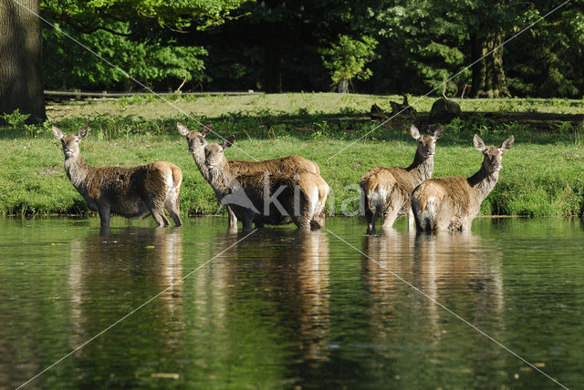 Edelhert (Cervus elaphus)