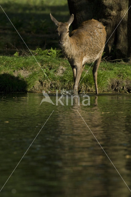 Edelhert (Cervus elaphus)