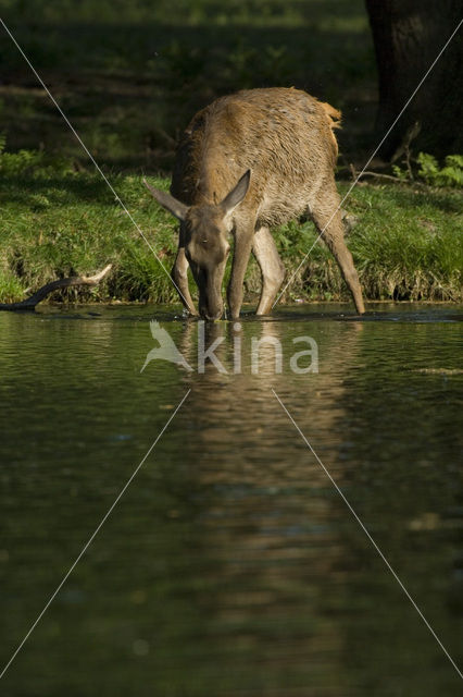 Edelhert (Cervus elaphus)