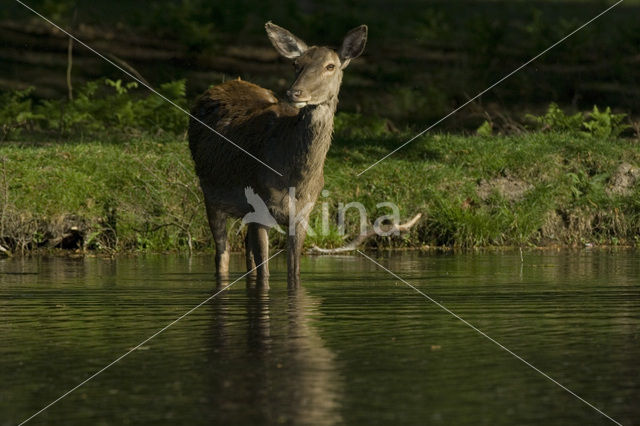 Edelhert (Cervus elaphus)