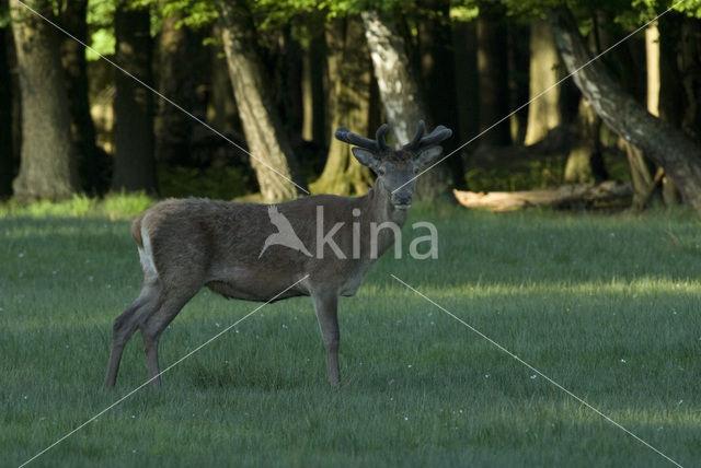 Edelhert (Cervus elaphus)