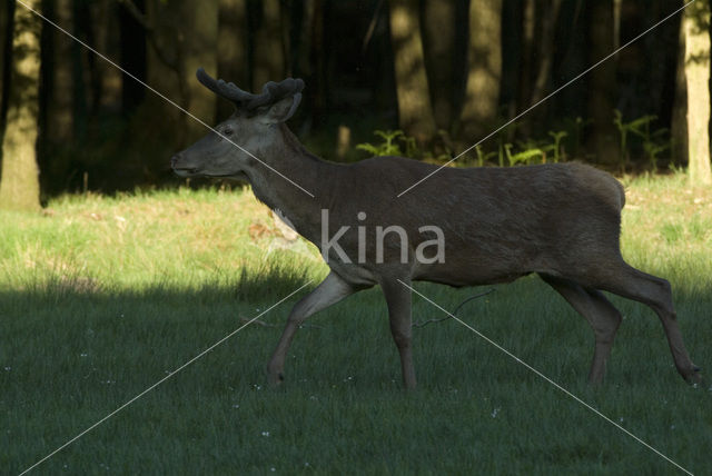 Edelhert (Cervus elaphus)