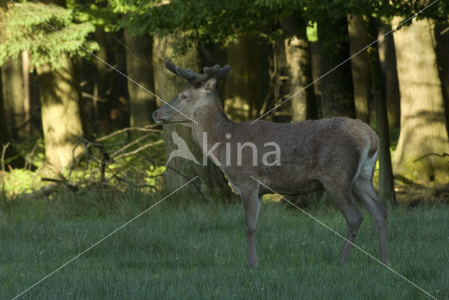 Edelhert (Cervus elaphus)