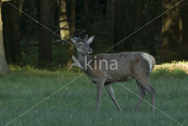 Edelhert (Cervus elaphus)