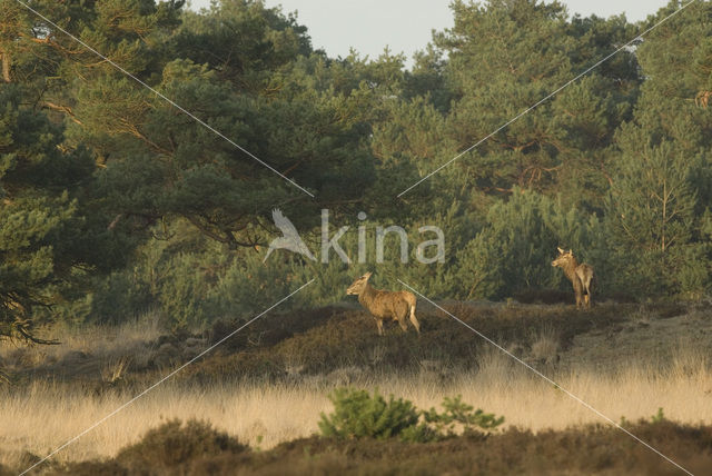 Red Deer (Cervus elaphus)