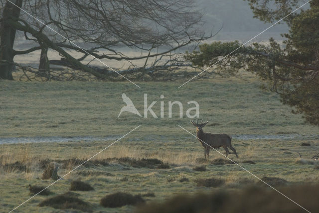 Red Deer (Cervus elaphus)