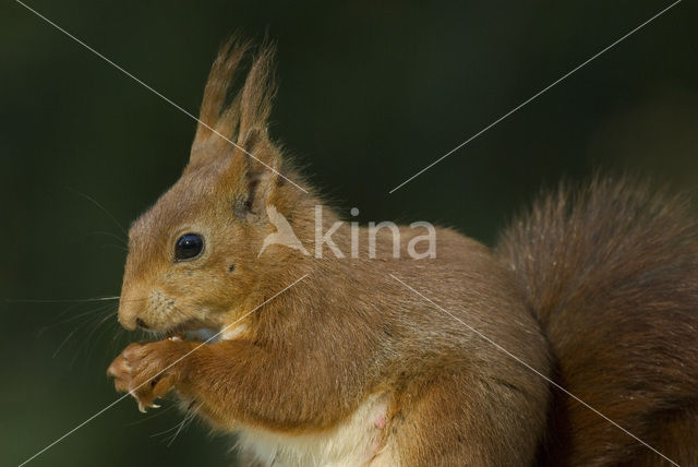 Eekhoorn (Sciurus vulgaris)