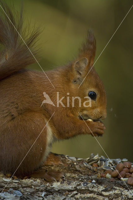 Eekhoorn (Sciurus vulgaris)