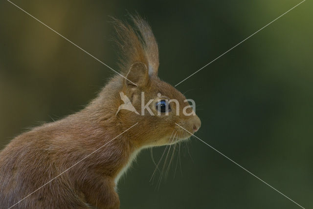 Eekhoorn (Sciurus vulgaris)