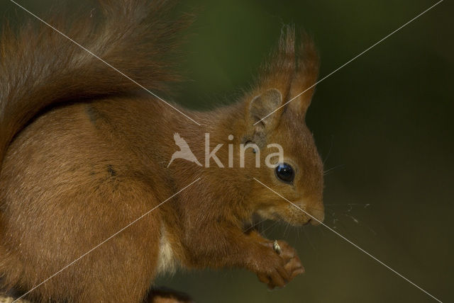 Eekhoorn (Sciurus vulgaris)