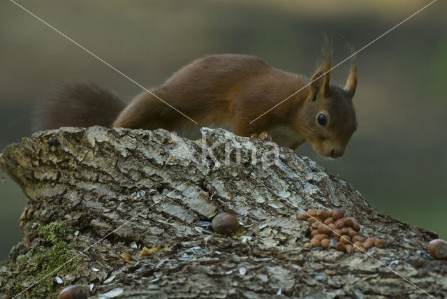 Eekhoorn (Sciurus vulgaris)