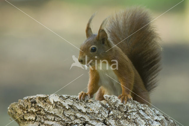 Eekhoorn (Sciurus vulgaris)