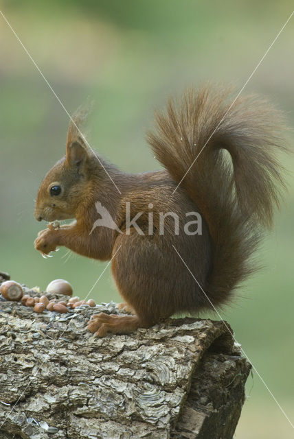 Eekhoorn (Sciurus vulgaris)