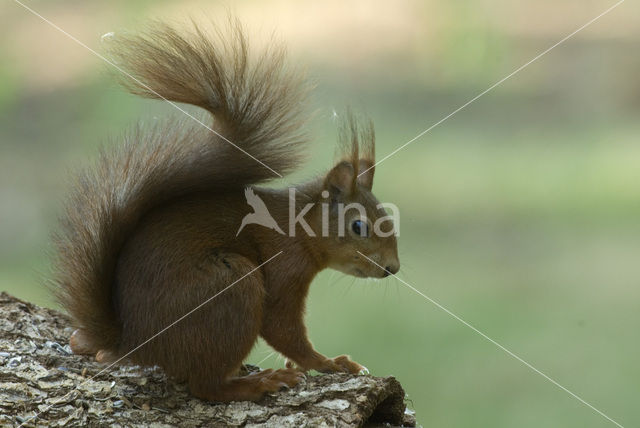 Eekhoorn (Sciurus vulgaris)