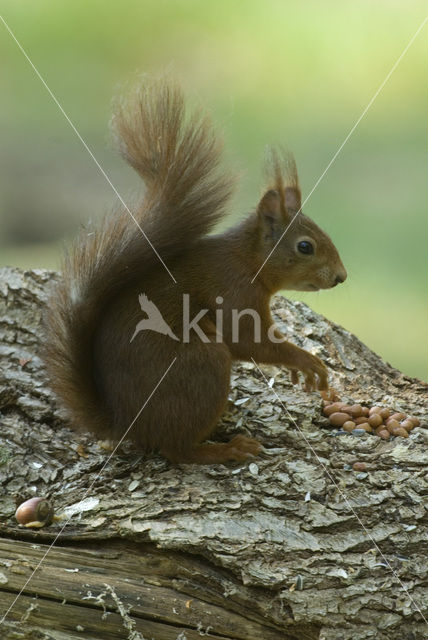 Eekhoorn (Sciurus vulgaris)