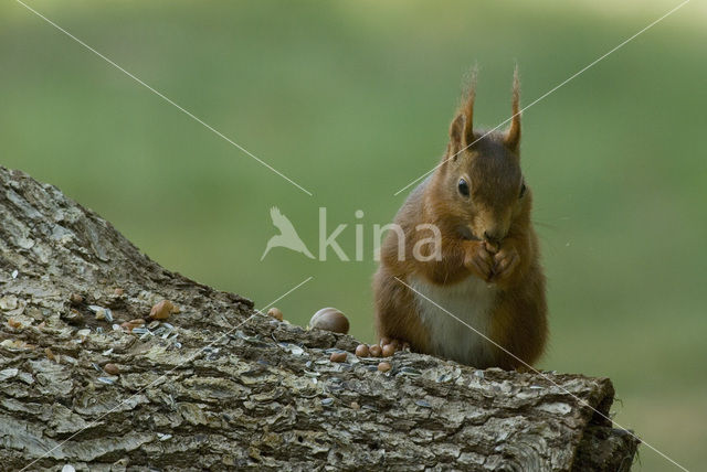 Eekhoorn (Sciurus vulgaris)