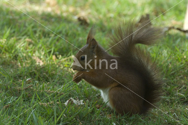 Eekhoorn (Sciurus vulgaris)