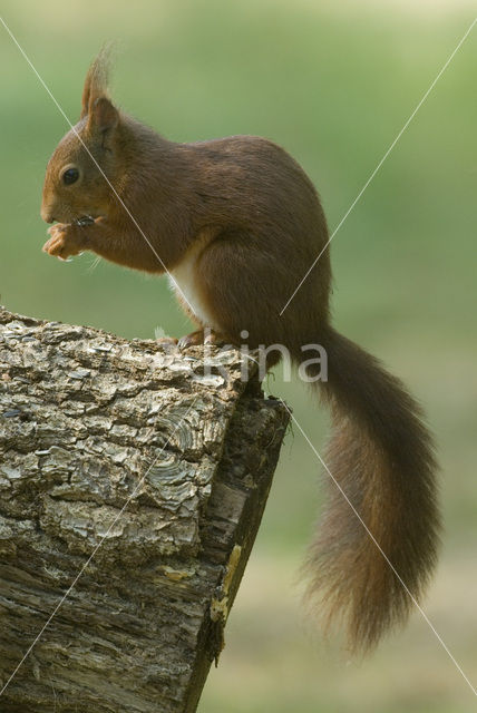 Eekhoorn (Sciurus vulgaris)