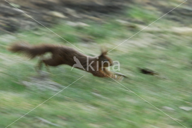 Eekhoorn (Sciurus vulgaris)