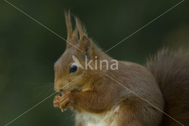 Eekhoorn (Sciurus vulgaris)