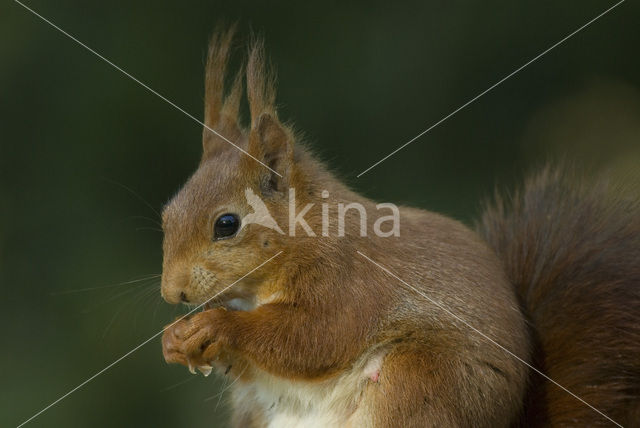 Eekhoorn (Sciurus vulgaris)