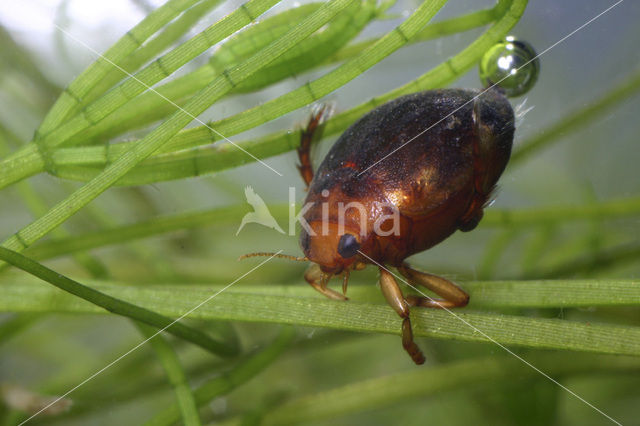 Eironde Watertor (Hyphydrus ovatus)