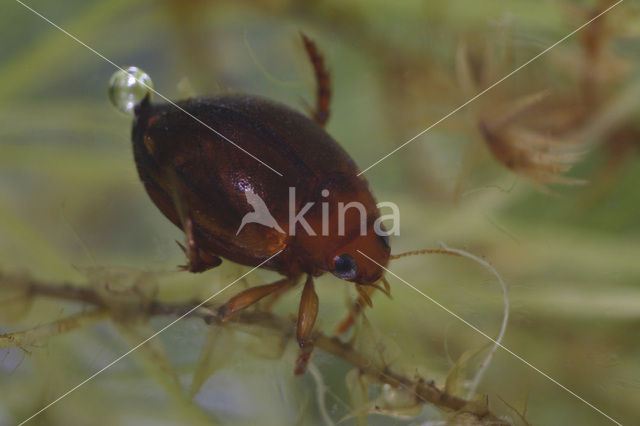 Eironde Watertor (Hyphydrus ovatus)