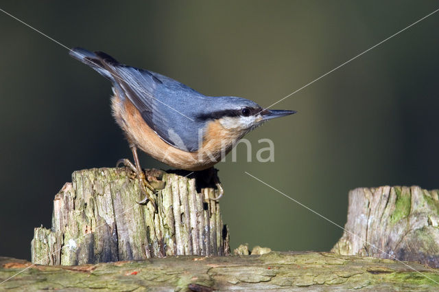 Europese Boomklever (Sitta europaea)