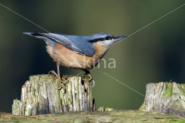 Europese Boomklever (Sitta europaea)