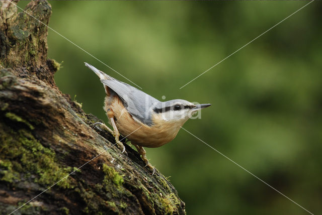 Europese Boomklever (Sitta europaea)